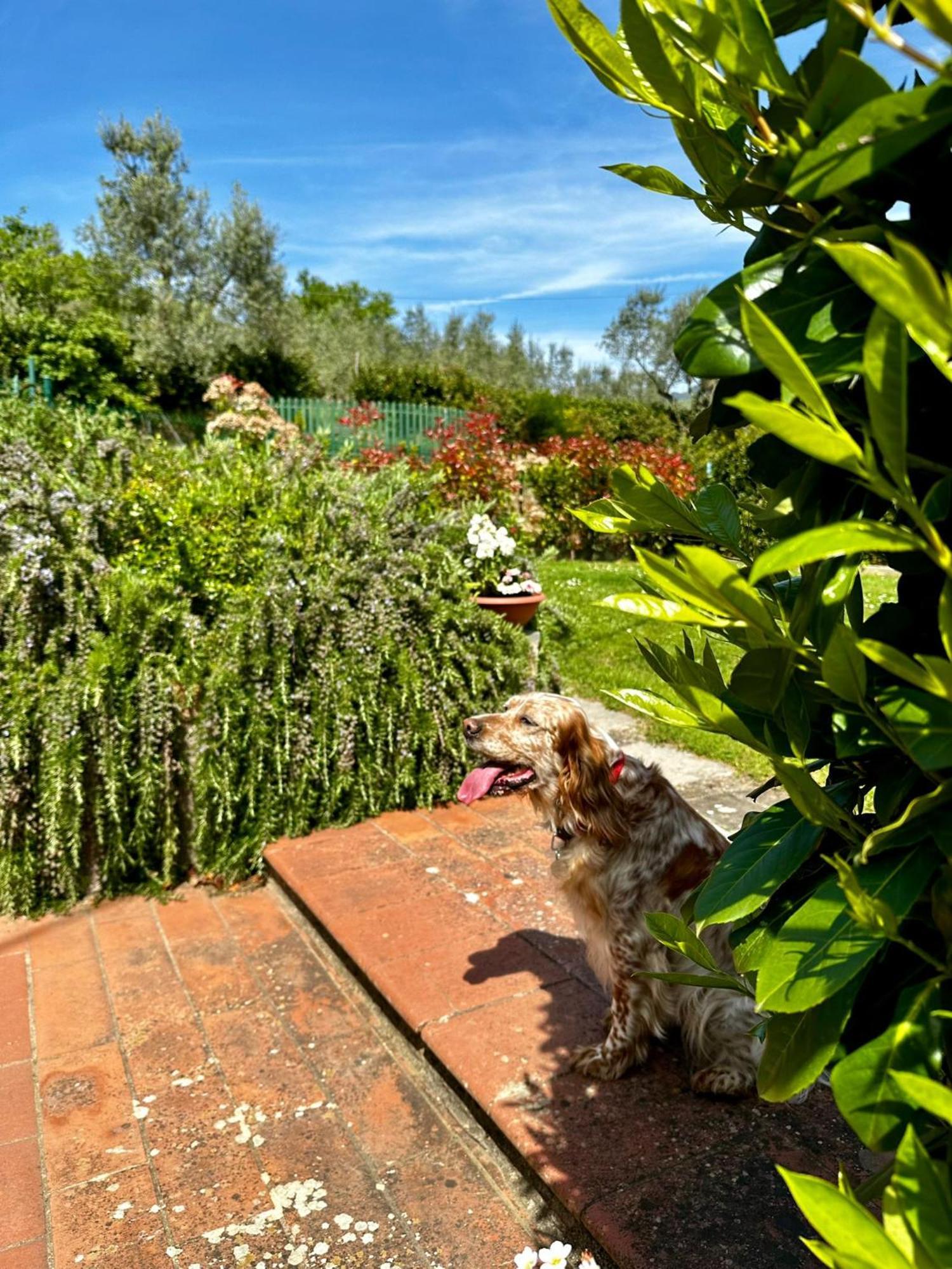Il Villino Del Daino - Toscana Loro Ciuffenna Exterior foto